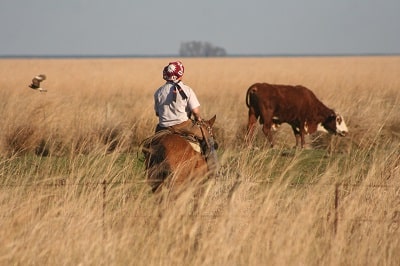 gaucho argentine